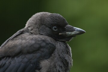 Jackdaw close up head view looking to the right.