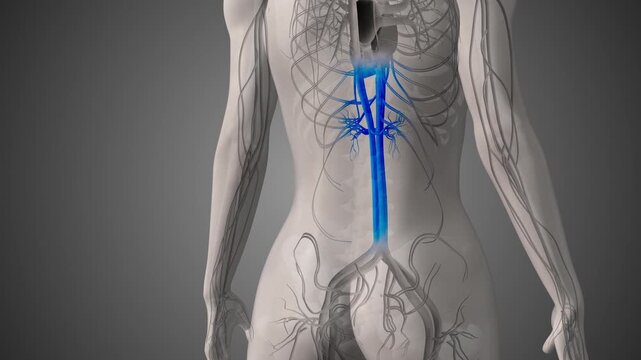 Inferior vena cava medical animation