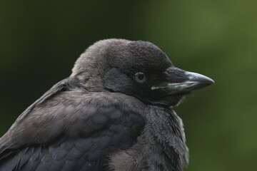 Jackdaw close up head view