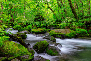 Obraz premium Rushing Waters of Oirase River Amidst Dense Greenery in Japan, Aomori, Japan