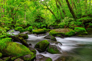 Serene Flow of Oirase River Amidst Lush Greenery in Aomori, Japan