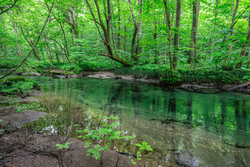 Serene Sanctuary: A Tranquil Forest Stream in Oirase River, Aomori, Japan