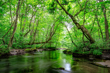  Serene Tranquility: A Glimpse into the Emerald Heart of Oirase River, Aomori, Japan