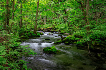 Obraz premium Serene Tranquility: Moss-Covered Rocks and Crystal-Clear Waters of the Oirase River, Aomori, Japan
