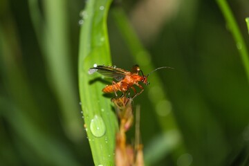 Red soldier ready to take off