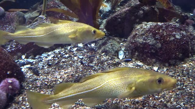 Saltwater Fish - Cod, Dorsch
