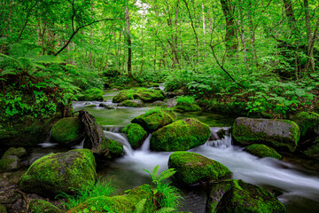 Tranquil Waters of Oirase River Flowing Through Verdant Forest, Aomori, Japan