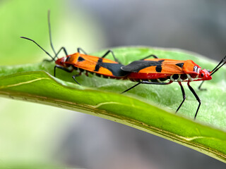 Close up Red Cotton Bug ( Dysdercus cingulatus ), a mating Red Cotton Bug insect