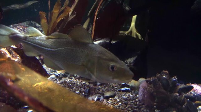 Saltwater Fish - Cod, Dorsch