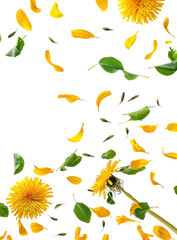 Dandelion petals fall