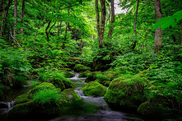 Serene Tranquility: Moss-Covered Rocks and Crystal-Clear Waters of the Oirase River, Aomori, Japan