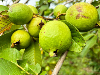 Close-up Guava fruit, guava fruit in the tree, guava fruit that is still raw