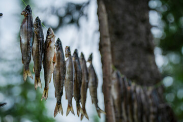 Dried fish hanging on a rope in the forest