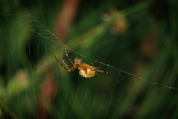 Cross spider sitting in a fresh web.