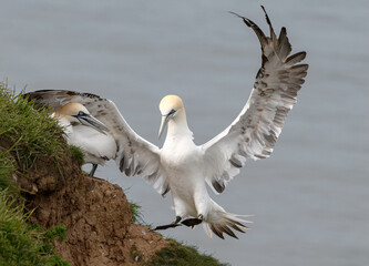 Northern Gannet, Morus bassanus, adult bird in flight, coming into land
