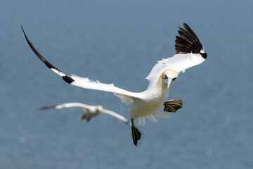 Northern Gannet, Morus bassanus, adult bird in flight, coming into land