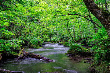 Oirase Gorge Serenity: A Tranquil Pool in Aomori, Japan