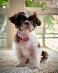 shih-tzu puppy