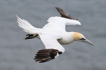 Northern Gannet, Morus bassanus, adult bird in flight