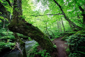 Moss-Draped Path: A Serene Walk Through Oirase Gorge