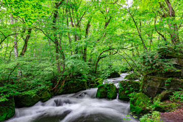 Serene Green Waters Flowing Through Mossy Rocks, Oirase River, Aomori, Japan