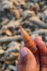 cone-shaped shells washed up on beaches littered with coral fragments