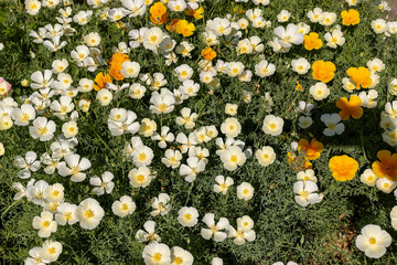 Ashsholtsia California poppy, white and orange flowers, California Poppy White Linen, Eschscholzia