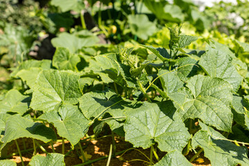 Large cucumber leaves in the garden on a sunny day, photosynthesis, waiting for harvest
