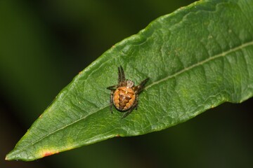 Fototapeta premium Small brown spider on a leaf.