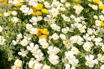 Eschscholzia California poppy, white and orange flowers, Ashsholtsia California Poppy White Linen