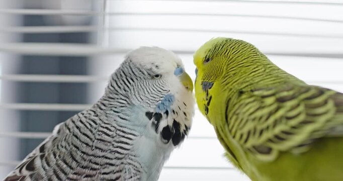 Two cute budgerigars slightly quarrel with each other.