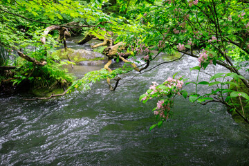 Serene Stream Flowing Through a Blossoming Forest, Aomori, Japan