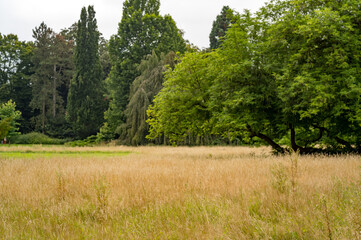 flowering meadow with trees in the background