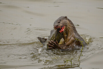 A smooth-coated otter catching a fish in Jurong Lake in the western part of Singapore.