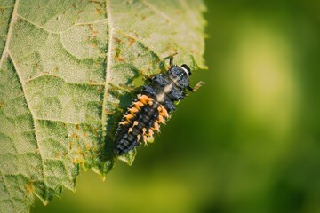 Ladybird larvae on the edge of a leaf