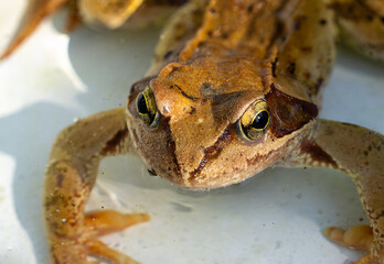 Close up of a common grass frog (Rana temporaria) photographed from the front
