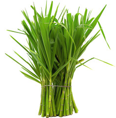 Obraz premium Fresh green grass
