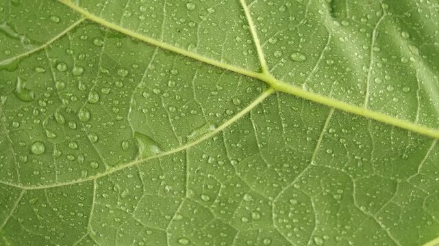 Close up top view of rotation green leaf plant or tree with little drops water. Botany, natural ingredients, vegetation concept. Beautiful leaf in macro background