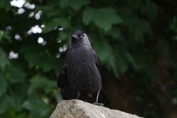 Jackdaw standing on a stone wall.