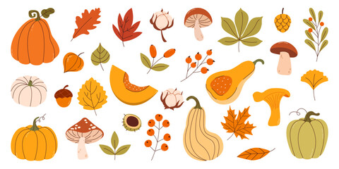 Simple Botanical Autumn vector doodle set of leaves, mushrooms, pumpkins, oak, acorn, tree leaves isolated on white background. Autumn themes, Halloween, Thanksgiving design elements, flat