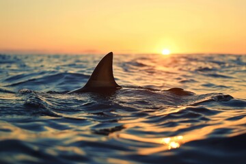 Fototapeta premium Shark fin sticking out of the water, a high-risk area