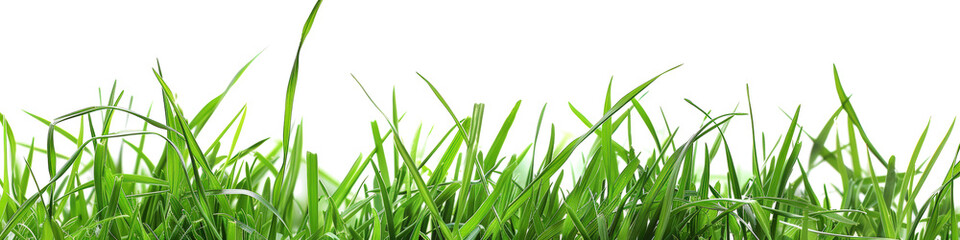 Fototapeta premium Green grass blades
