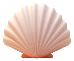 PNG Shell clam invertebrate simplicity.