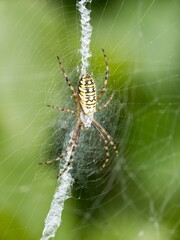 A series of images of a wasp spider (Argiope bruennichi) - a female with a typical web. Close up.