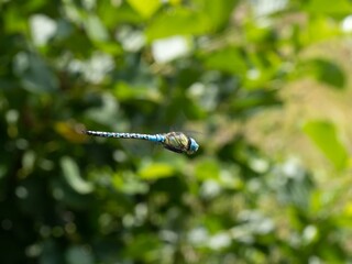 Dragonfly southern migrant hawker or blue-eyed hawker (Aeshna affinis), male, in flight.