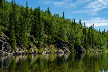 Green forest near the river