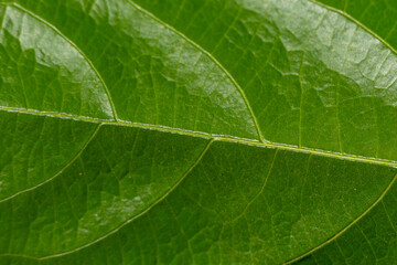 green leaf macro