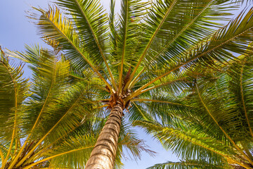 Bottom view of tropical palm trees leaves in blue sky background Natural exotic photo frame Leaves on the branches of coconut palm trees against the blue sky in sunny summer day Phuket island Thailand