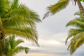 Fototapeta premium Bottom view of tropical palm trees leaves in blue sky background Natural exotic photo frame Leaves on the branches of coconut palm trees against the blue sky in sunny summer day Phuket island Thailand