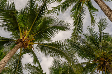 Bottom view of tropical palm trees leaves in blue sky background Natural exotic photo frame Leaves on the branches of coconut palm trees against the blue sky in sunny summer day Phuket island Thailand